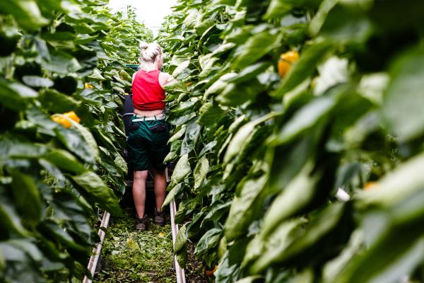 Westhof Bio farm, Friedrichsgabekoog and Wöhrden, Germany