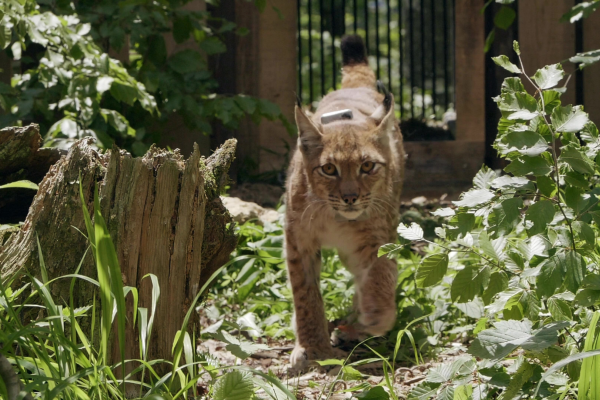 Lynx
